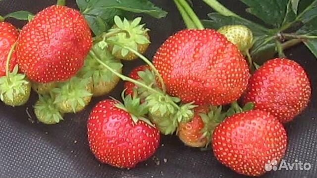 Клубника Соната Купить