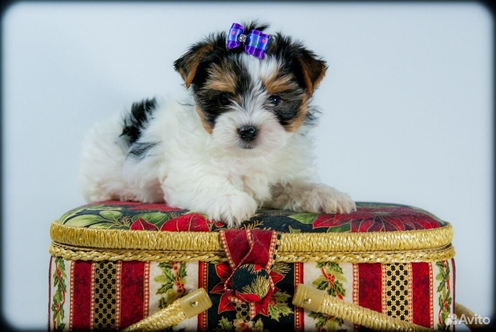 Купить Щенка Бивер В Москве Недорого