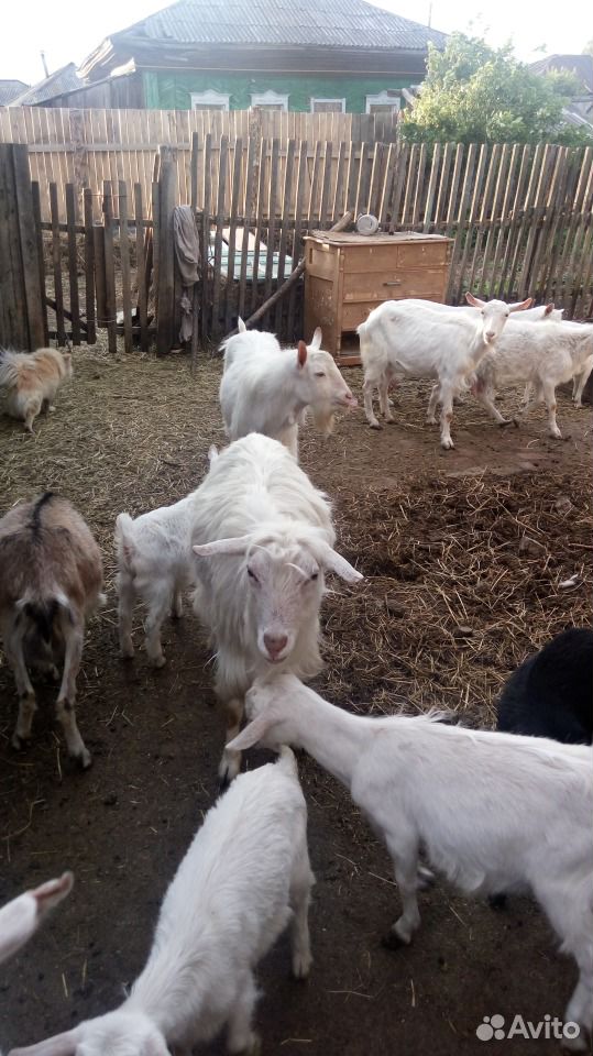 Продам коз, козлят,козочки дойные купить на Зозу.ру - фотография № 3