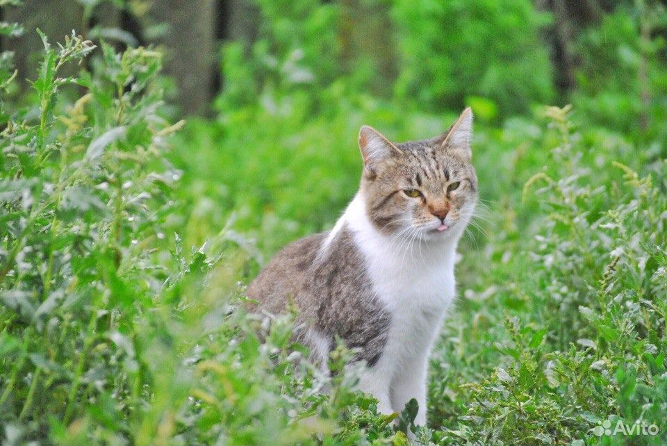 Найти кота ваську. Фото кота Васьки. Кот Васька из Воронежа.