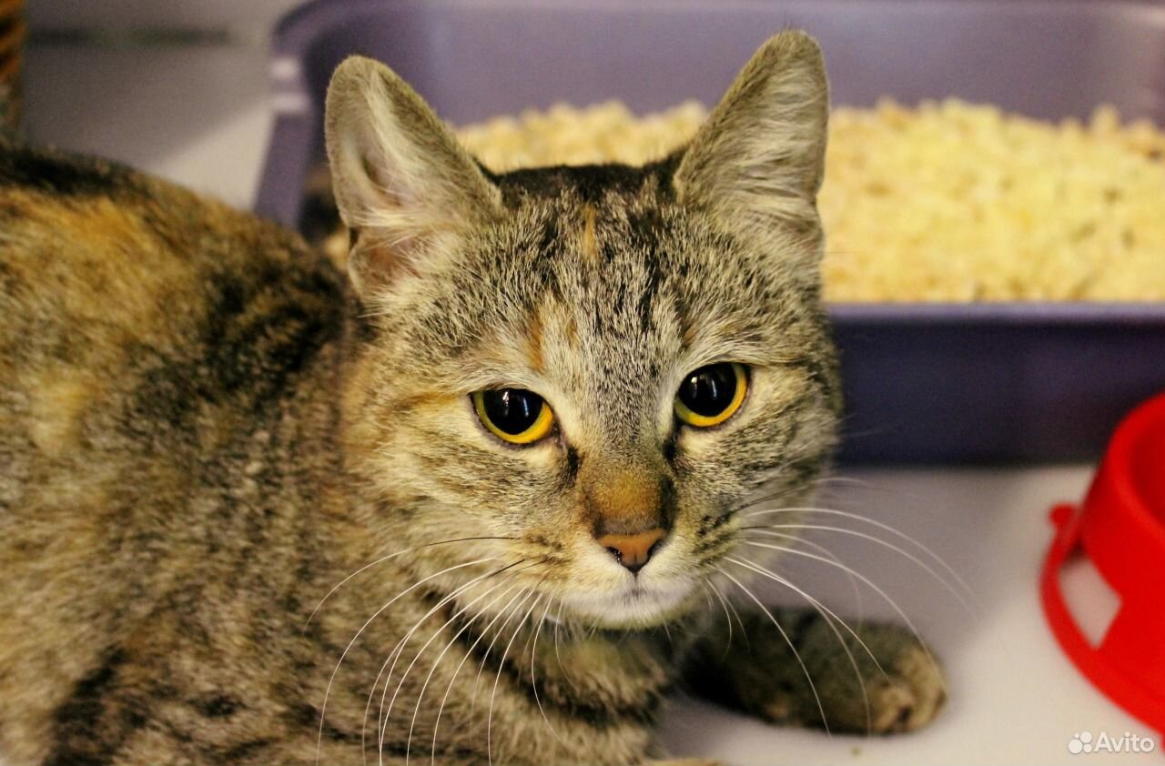 Кот ранд. Бездомный кот. бездомных котиков. рандомный кот. кот джимми.