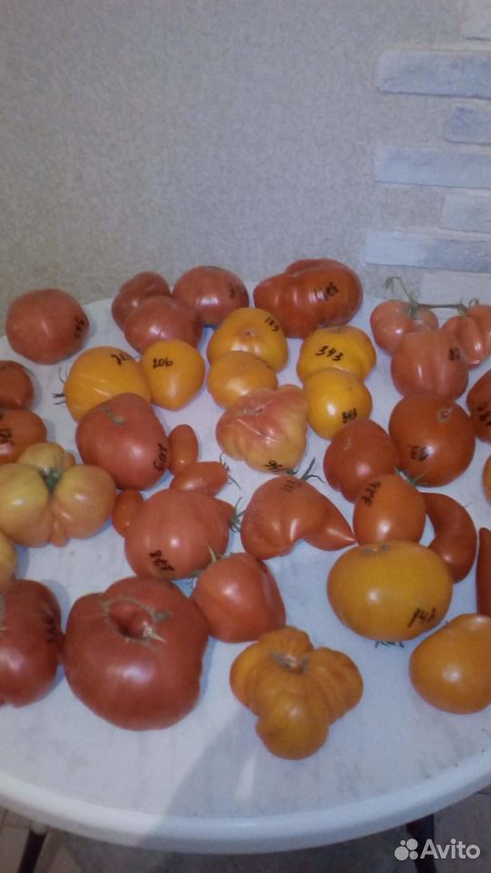 Продам семена томатов купить на Зозу.ру - фотография № 4