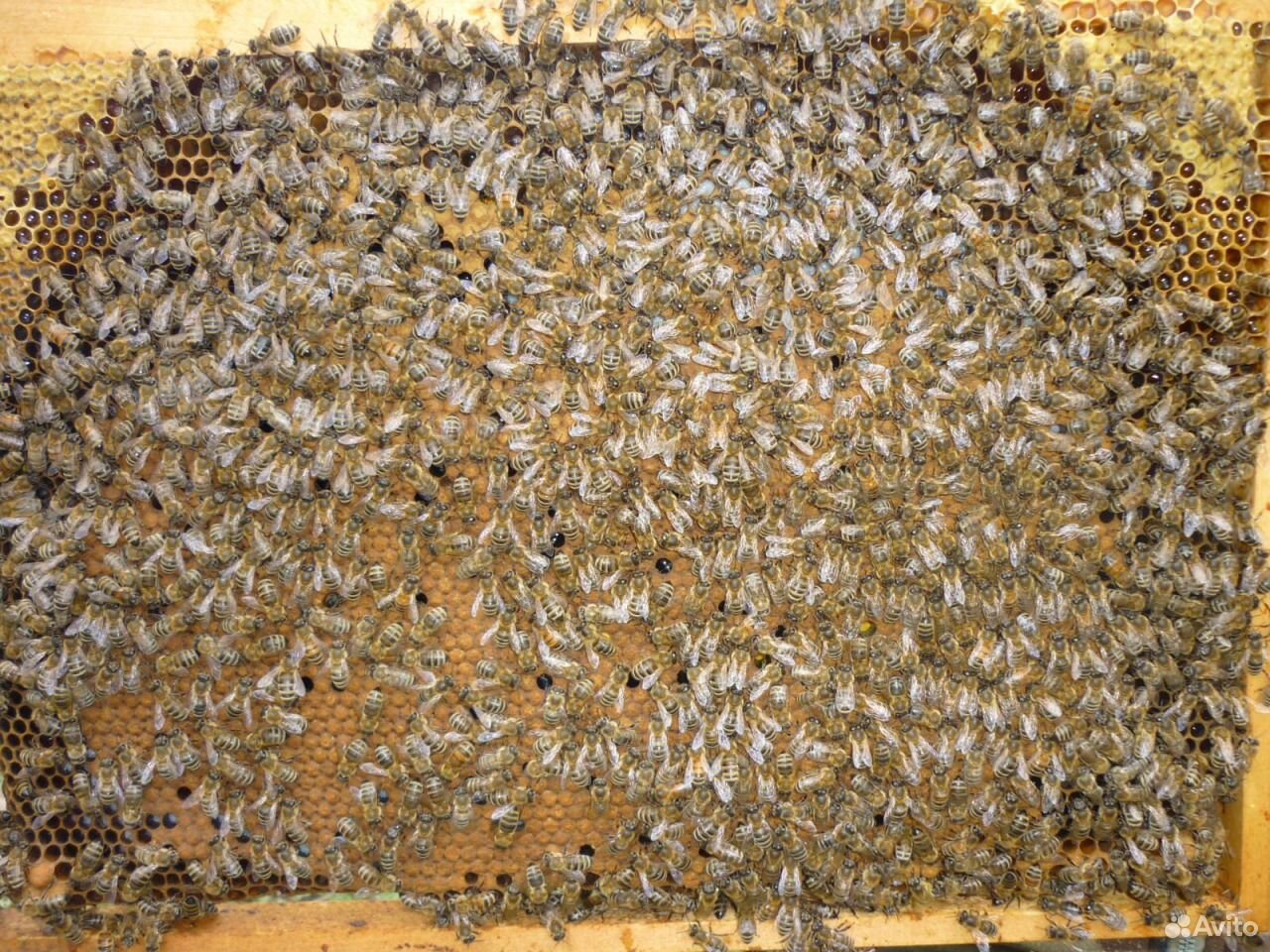 Пчелопакеты. Пчела в грязи. Купить пчелопакеты в 2023. Пчелопакеты купить в Краснодарском крае на 2022 год. Пчелопакеты 2024 в краснодарском крае купить