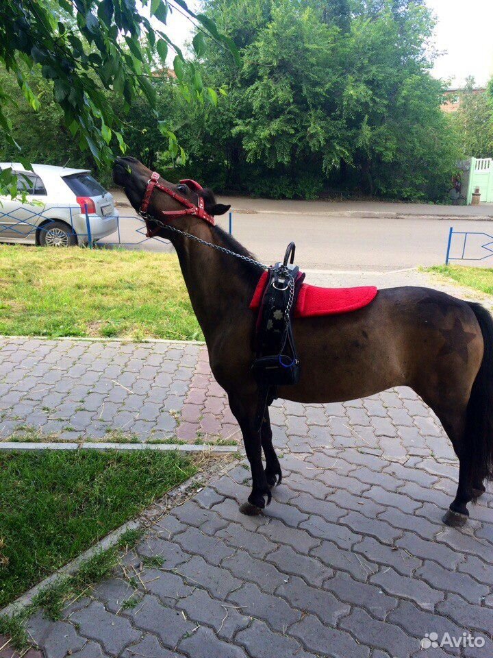 Продается чистопородная арабская лошадь и пони купить на Зозу.ру - фотография № 9