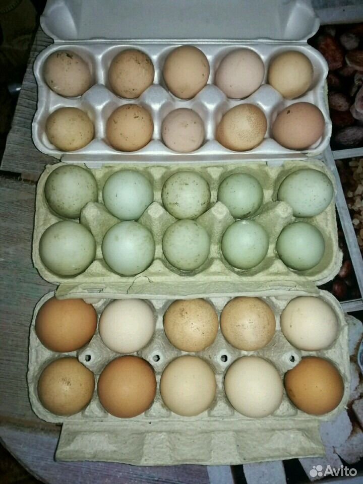 Яйца куриные, утиные, цесариные купить на Зозу.ру - фотография № 1