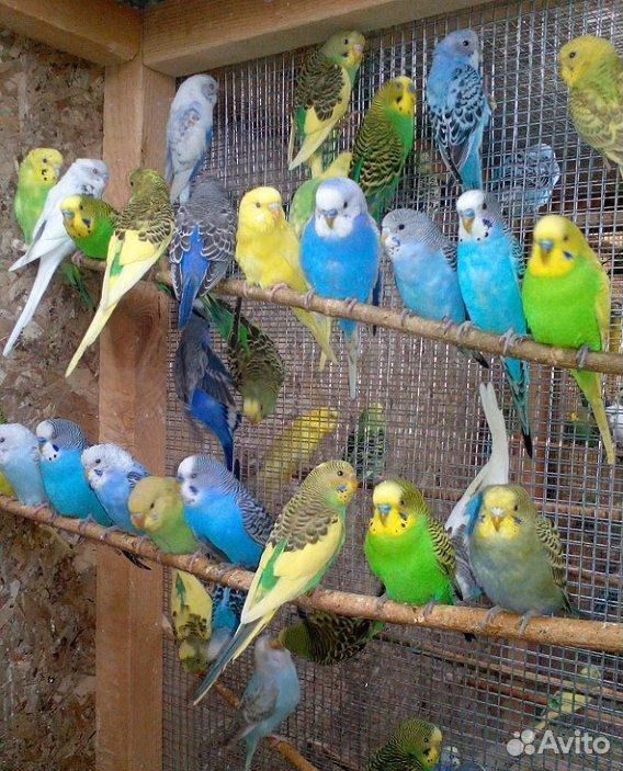 Молодые попугаи волнистые и неразлучники купить на Зозу.ру - фотография № 1
