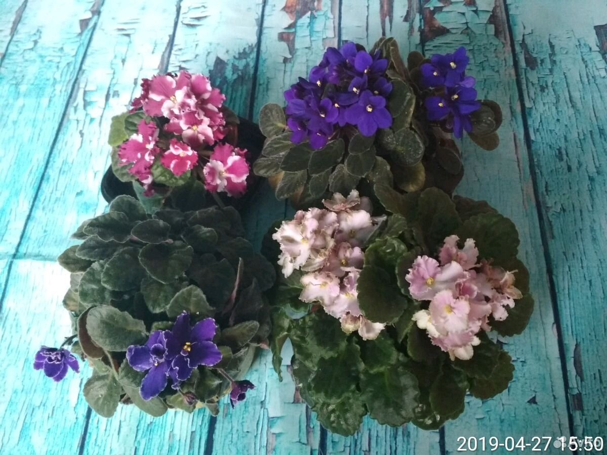 Комнатные цветы купить на Зозу.ру - фотография № 8