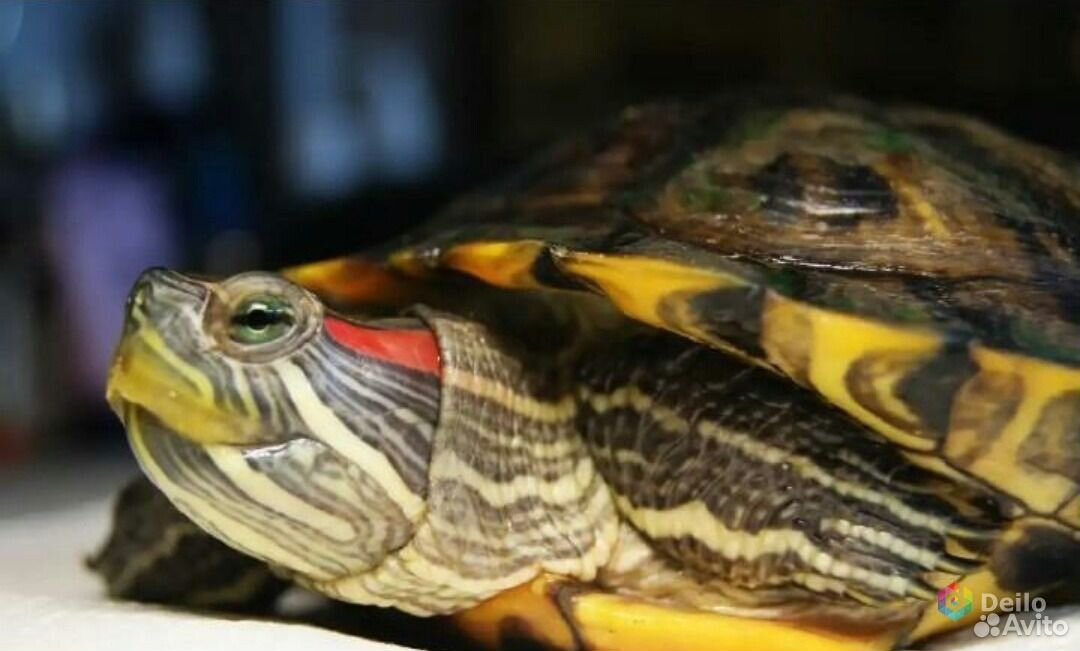 Красноухие черепашки. Черепаха красноухая черепаха. Видео про красноухие. Хвост красноухой черепахи. Красноухая черепаха.