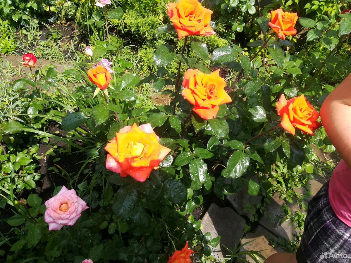 Розы под срез С куста купить на Зозу.ру - фотография № 1