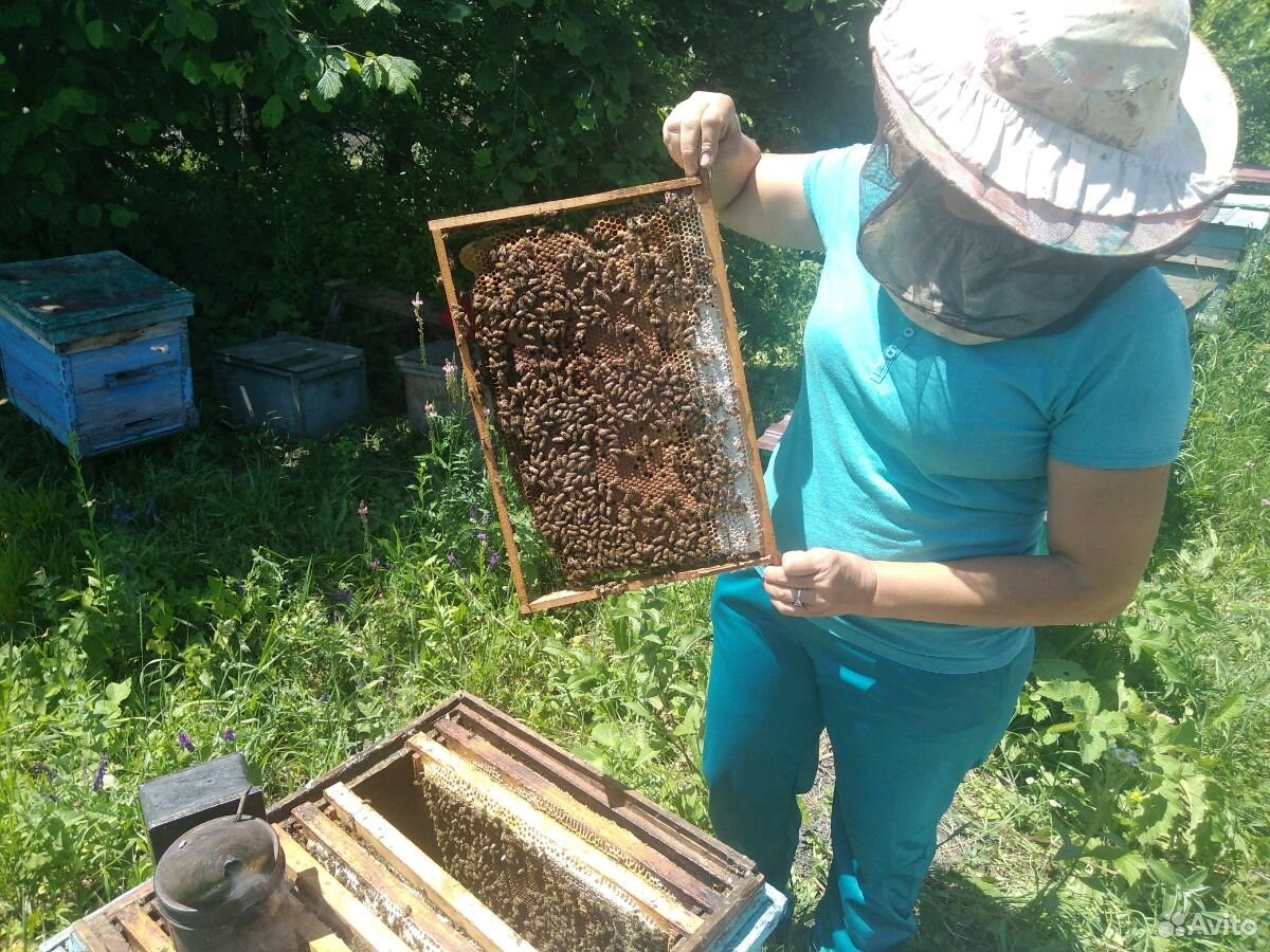 Продаю пчёл купить на Зозу.ру - фотография № 2