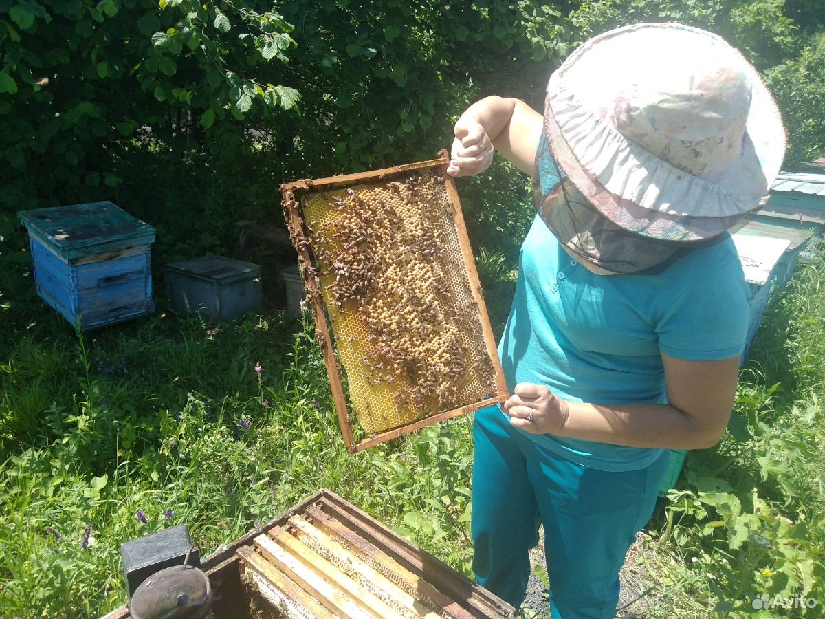 Продаю пчёл купить на Зозу.ру - фотография № 7