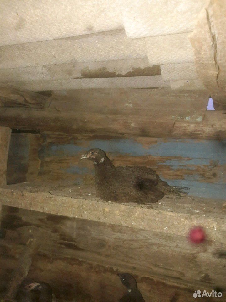 Птица (фазан цесарка утки бегунки и мускусные) купить на Зозу.ру - фотография № 7
