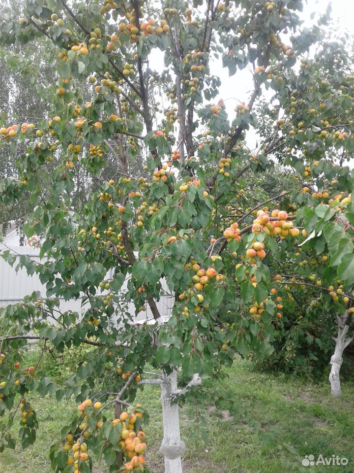 Саженцы абрикоса купить на Зозу.ру - фотография № 1