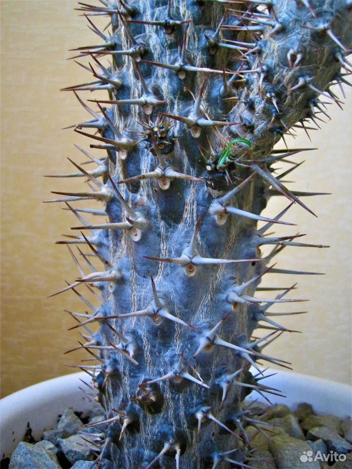 Пахиподиум Ламера (Мадагаскарская пальма) купить на Зозу.ру - фотография № 3
