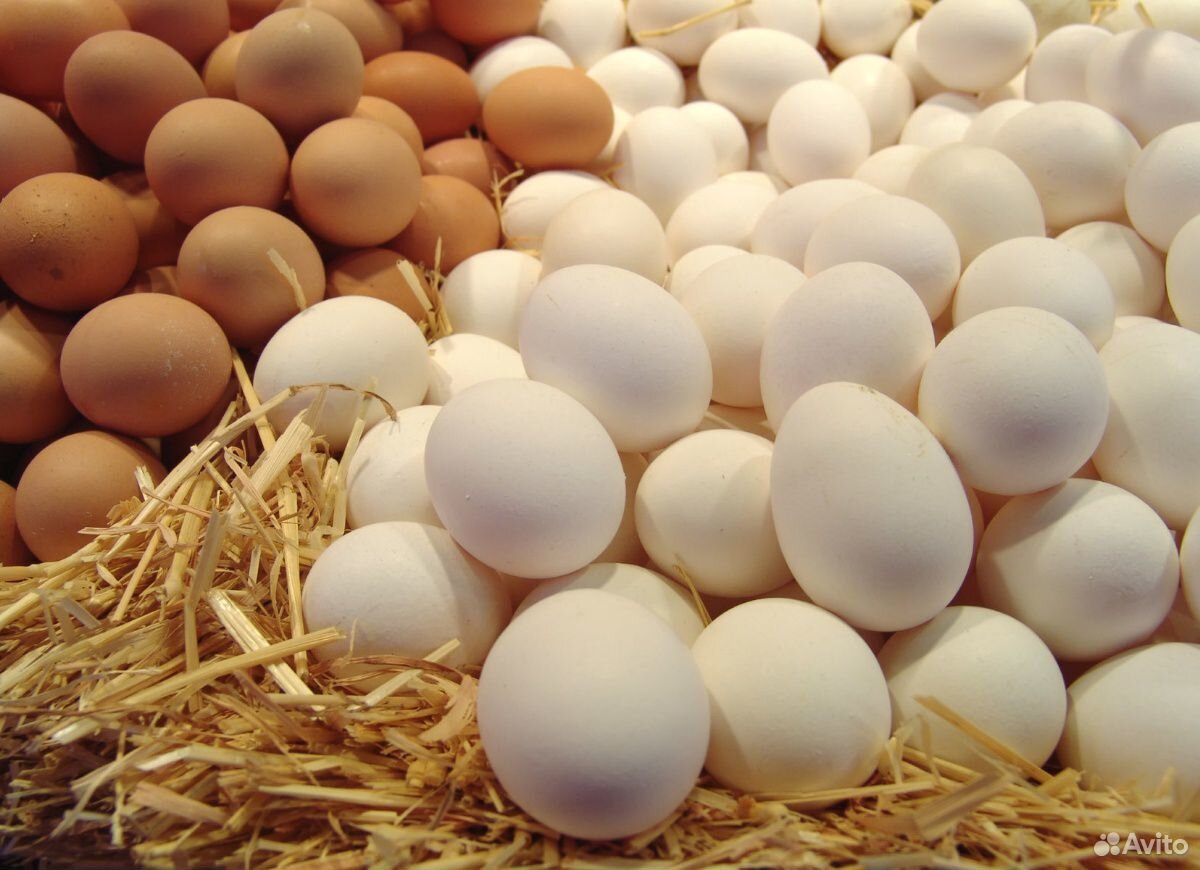 Домашние яйцо,мясо купить на Зозу.ру - фотография № 1