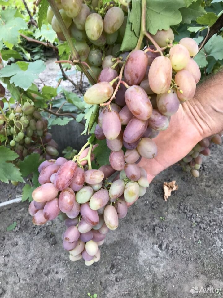 Саженцы винограда купить на Зозу.ру - фотография № 9
