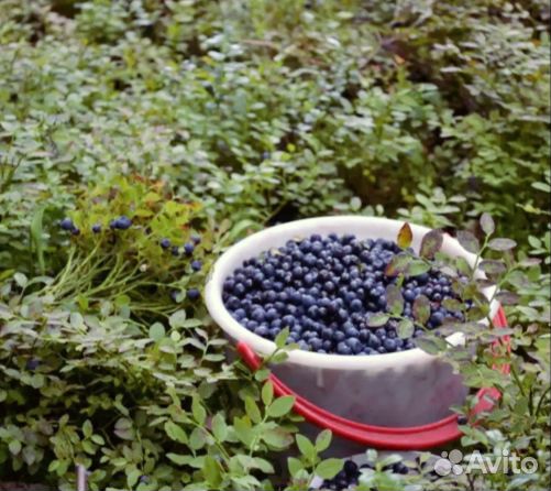 Варенье из лесных ягод купить на Зозу.ру - фотография № 5