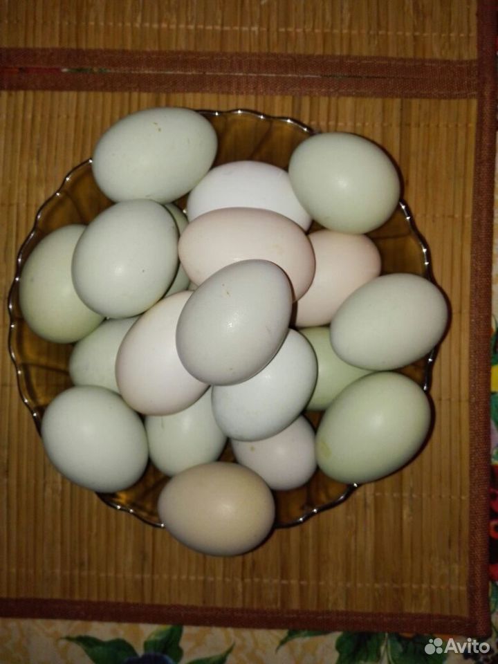 Яйцо домашнее деревенское купить на Зозу.ру - фотография № 1