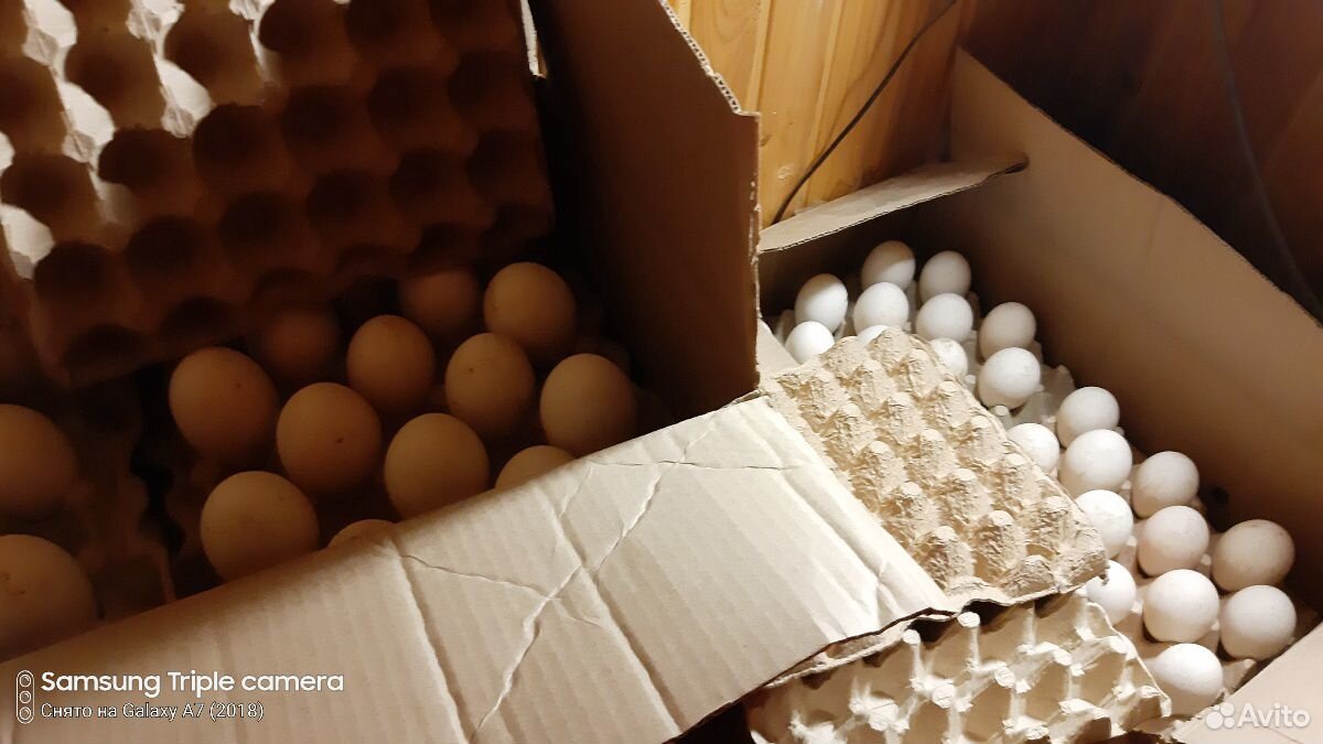 Инкубац. яйцо гусей купить на Зозу.ру - фотография № 2