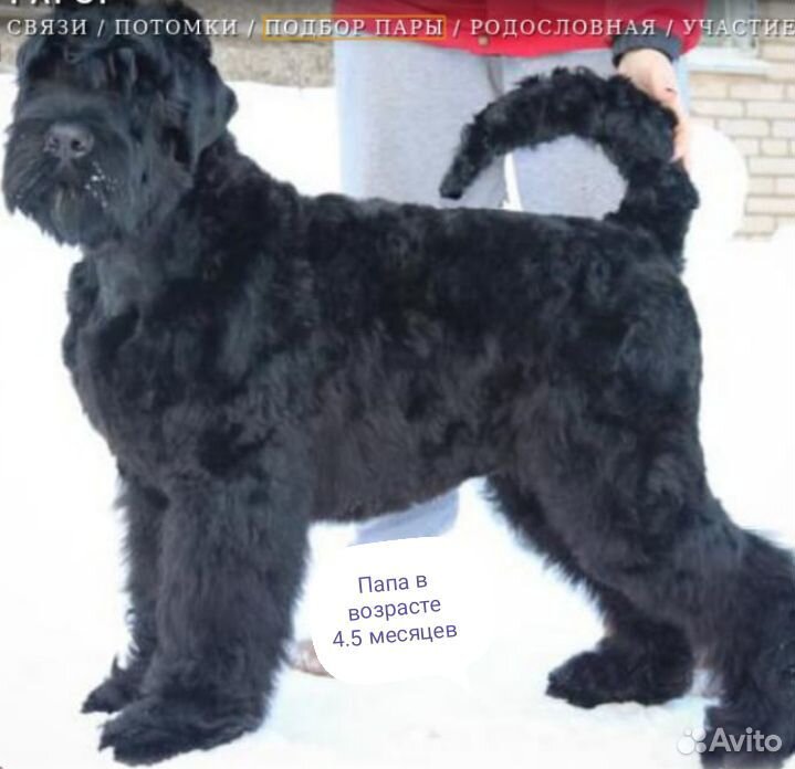 Продаются щенки русского чёрного терьера купить на Зозу.ру - фотография № 2