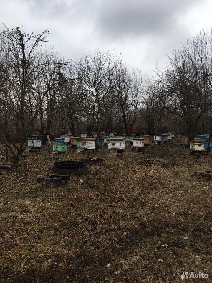 Продаются пчёлы с ульями купить на Зозу.ру - фотография № 1