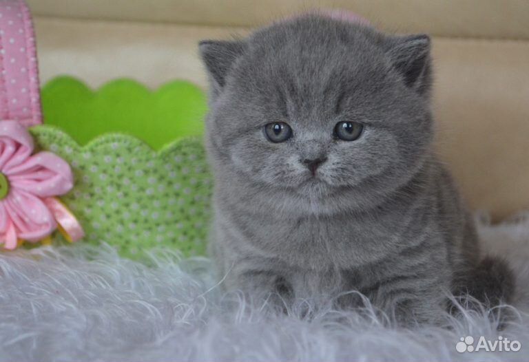 Купить кошку иваново. Шотландский котенок голубой Солид. Шотландская вислоухая кошка голубая плюшевая. Вислоухие Шотландские котята голубой Солид. Голубой Солид Шотландская кошка.