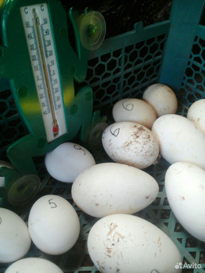 Инкубационное яйцо индоутки. Инкубационное яйцо гусей. Инкубационные яйца гусиные Утиные. Яйцо индоутки. Купить гусиное яйцо на авито