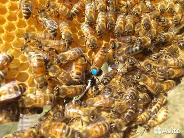 Продаю пчелосемьи с инвентарем купить на Зозу.ру - фотография № 1