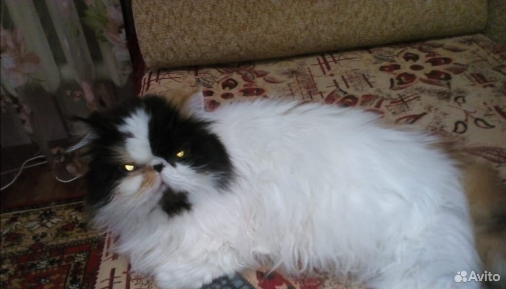 В добрые руки стерилизованная кошка перс экзот купить на Зозу.ру - фотография № 3