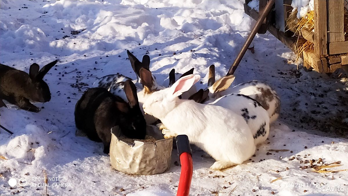 Кролики (живьём или мясом) купить на Зозу.ру - фотография № 5