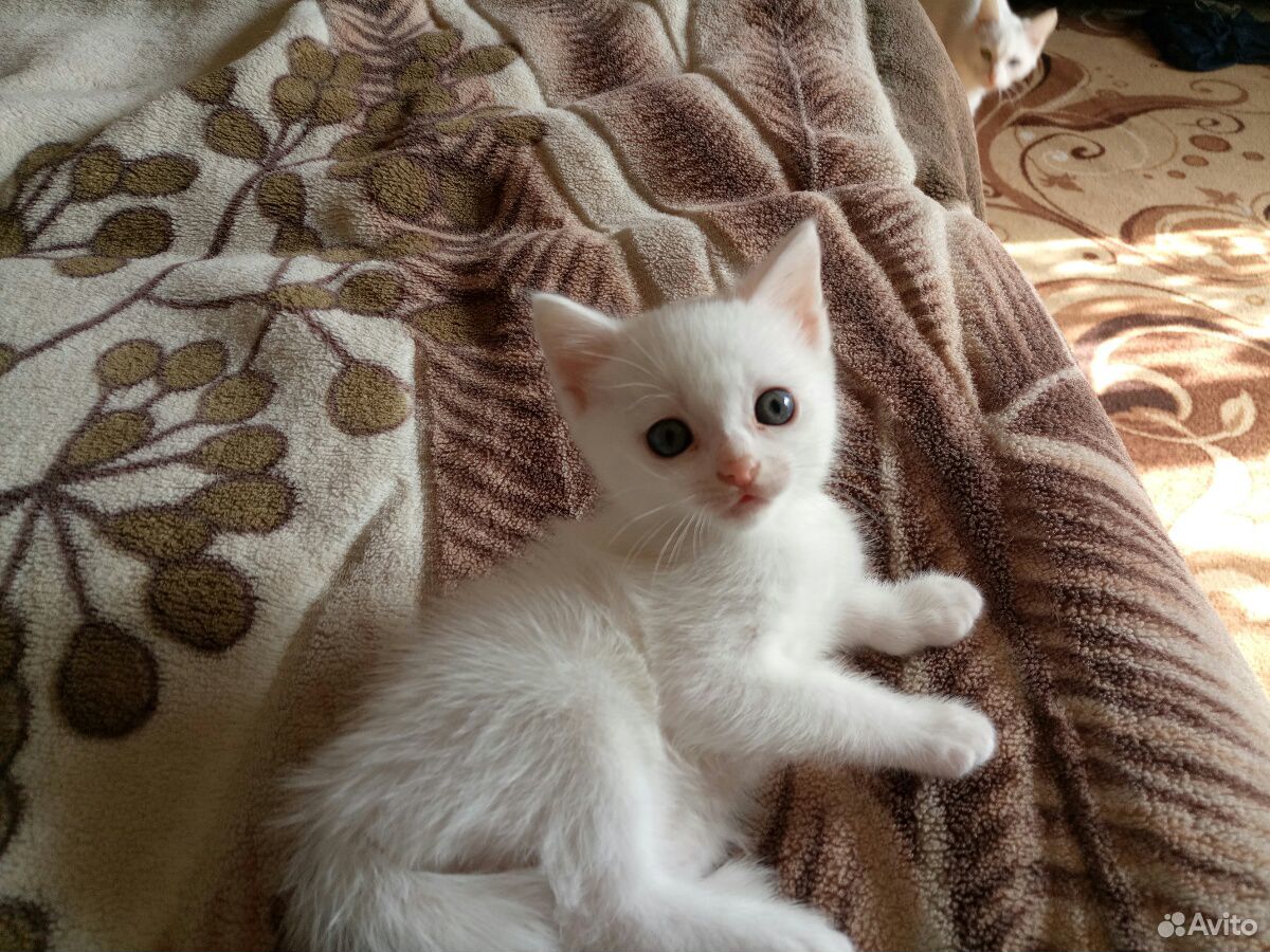 Отдам белоснежных котят купить на Зозу.ру - фотография № 1