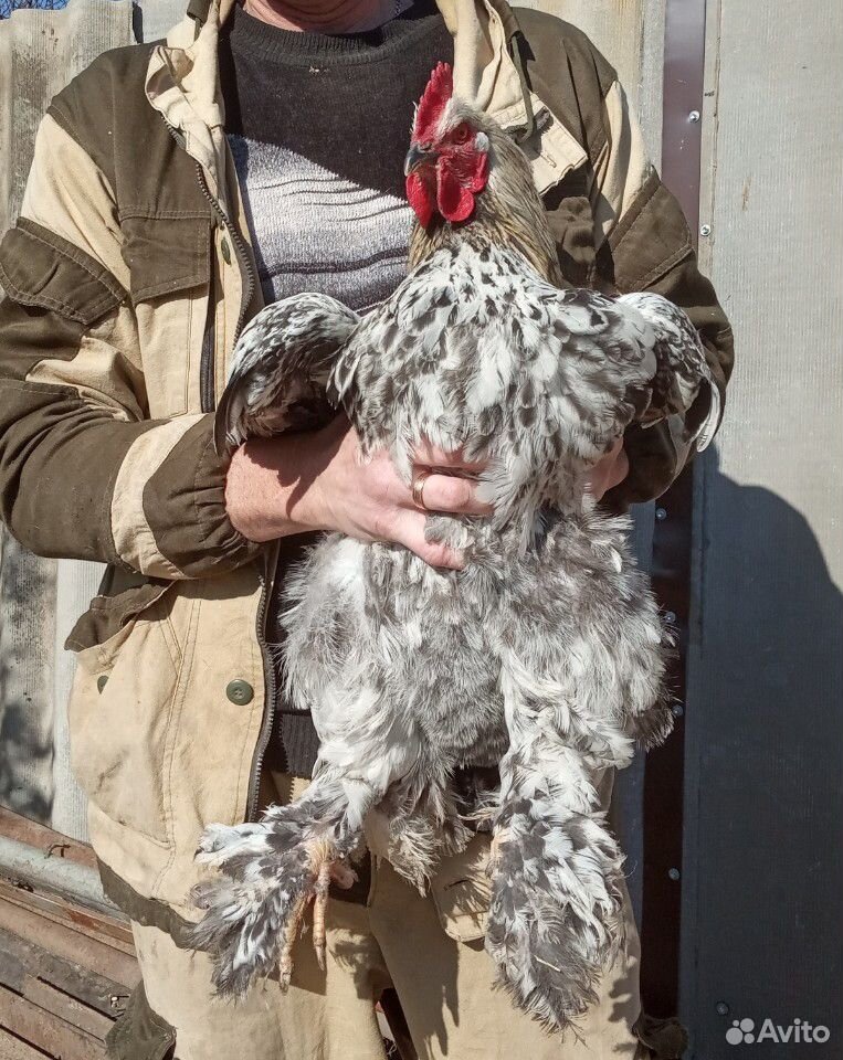 Брама инкубационные яйцо, цыплята, семьи купить на Зозу.ру - фотография № 4