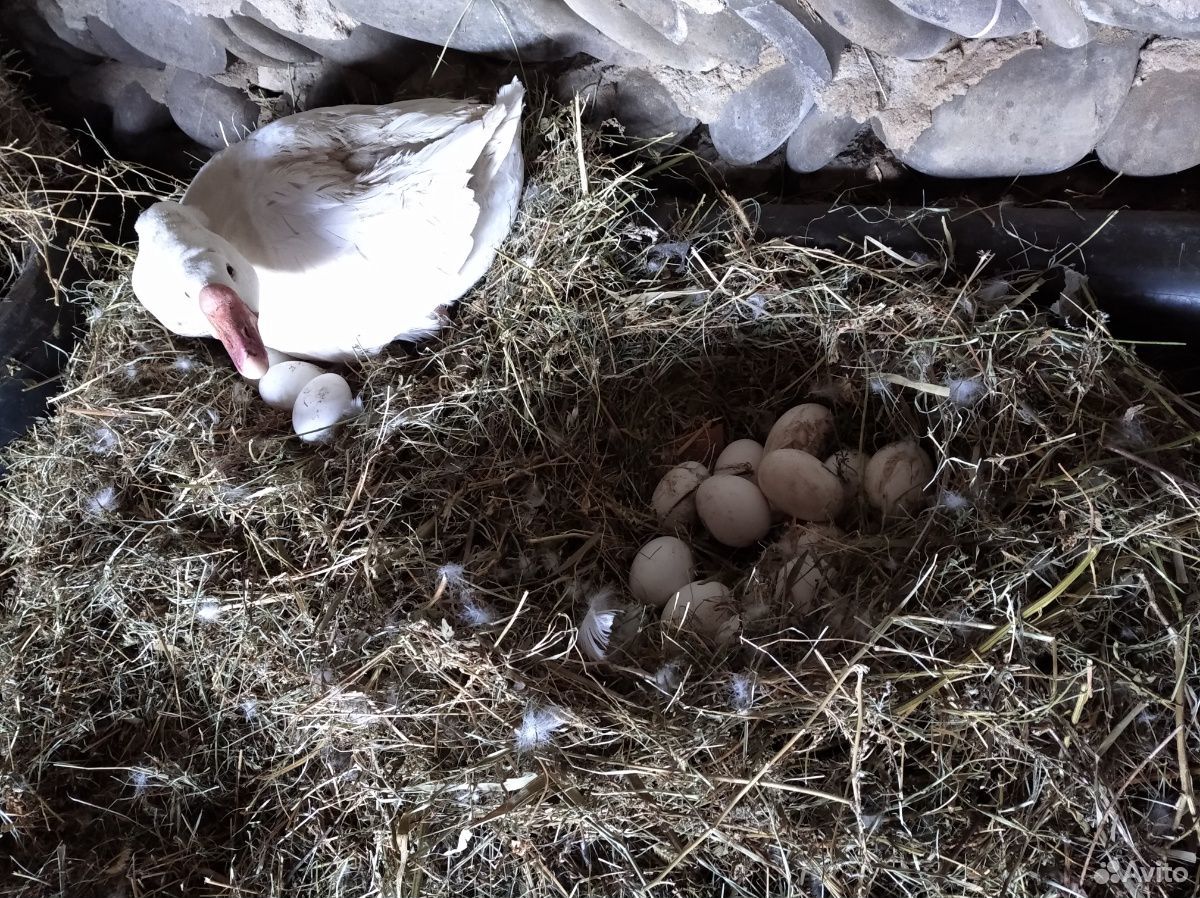 Гусиные яйца купить на Зозу.ру - фотография № 8