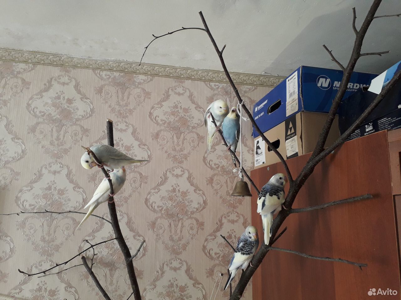 Волнистые попугаи птенцы домашнего разведения купить на Зозу.ру - фотография № 7