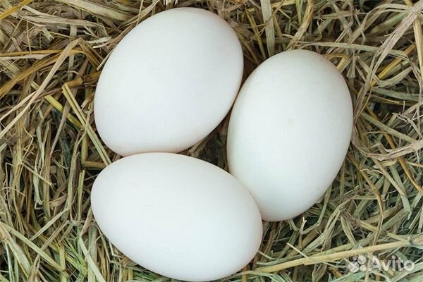 Яйца гусиные под инкубацию купить на Зозу.ру - фотография № 1