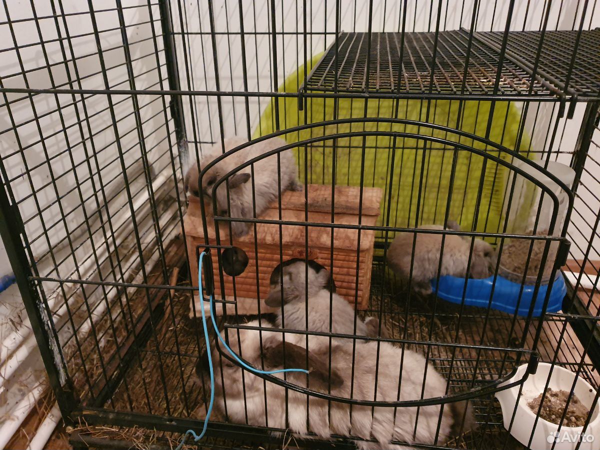 Продам кроликов: декоративные вислоухие,новозеланд купить на Зозу.ру - фотография № 5