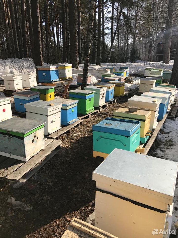 Пчелосемья, пчелопакеты купить на Зозу.ру - фотография № 1