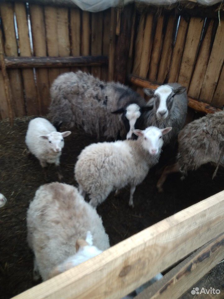 Овцы ярки баранчики купить на Зозу.ру - фотография № 2