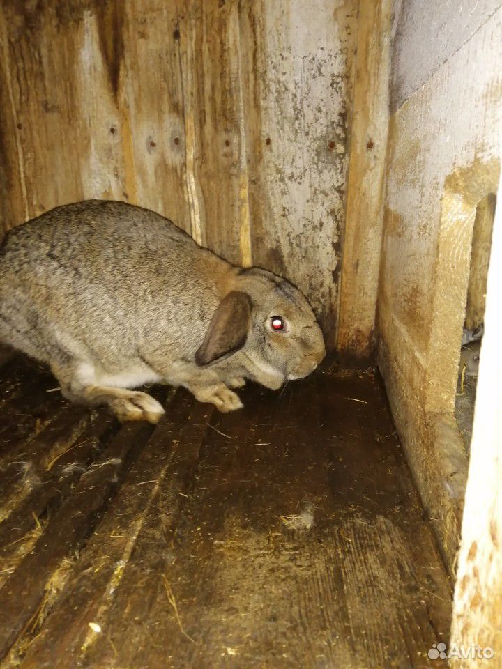 Кролик, баран и колифорниец купить на Зозу.ру - фотография № 2