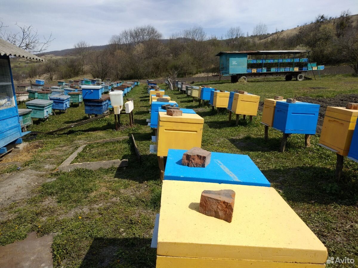 Продажа пчел купить на Зозу.ру - фотография № 1