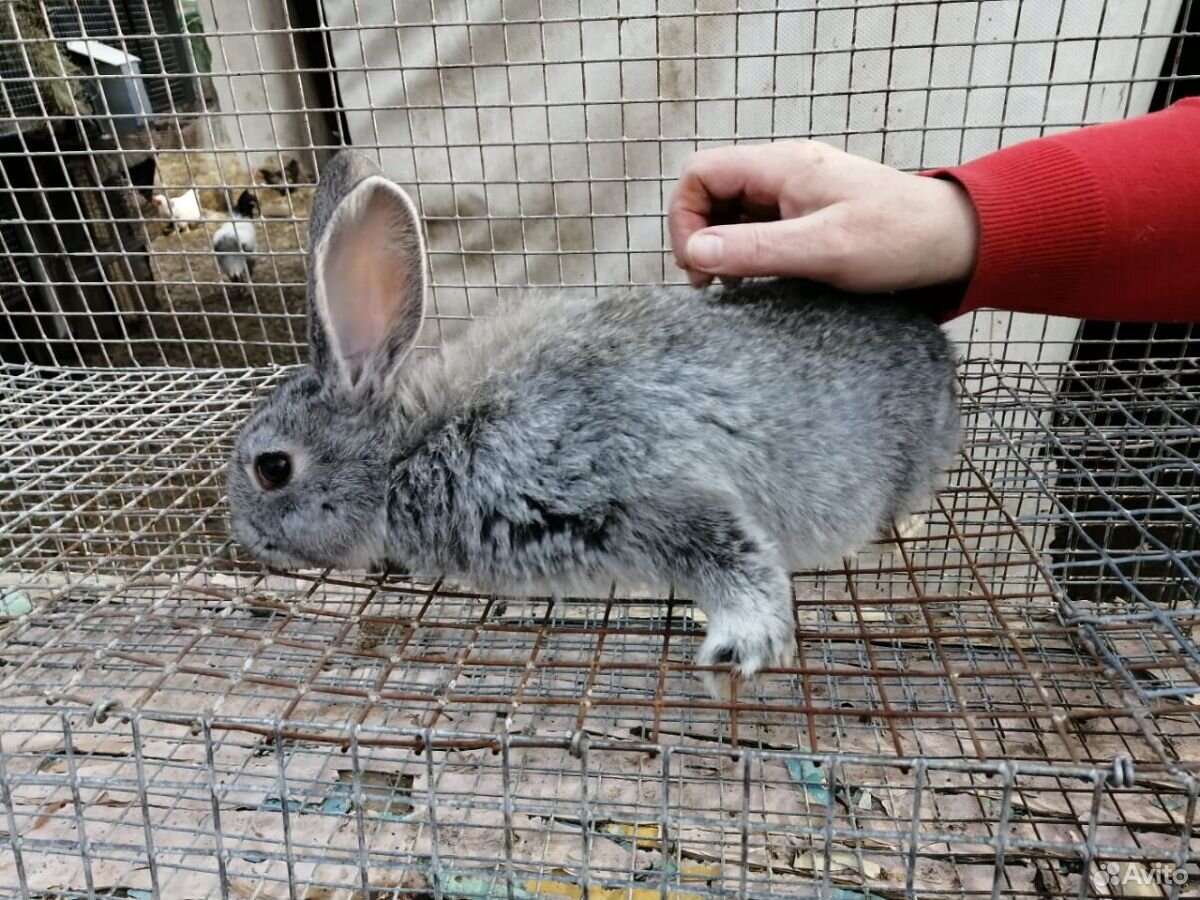 Кролики купить краснодарский. Продажа кроликов в Ростовской области на авито. Авито купить кроликов в Севастополе.