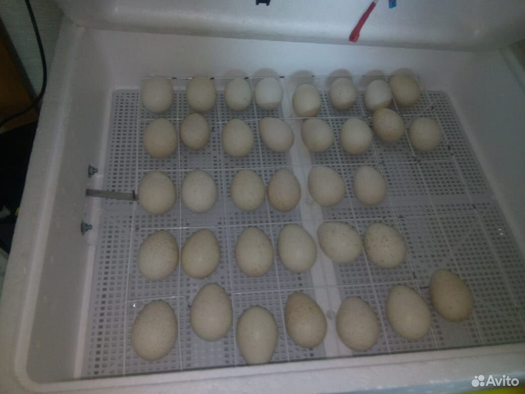 Купить яйцо инкубационное липецкая. Яйцо инкубационное индюшиное. Инкубаторские яйца. Лоток инкубационный для индюшиного яйца.