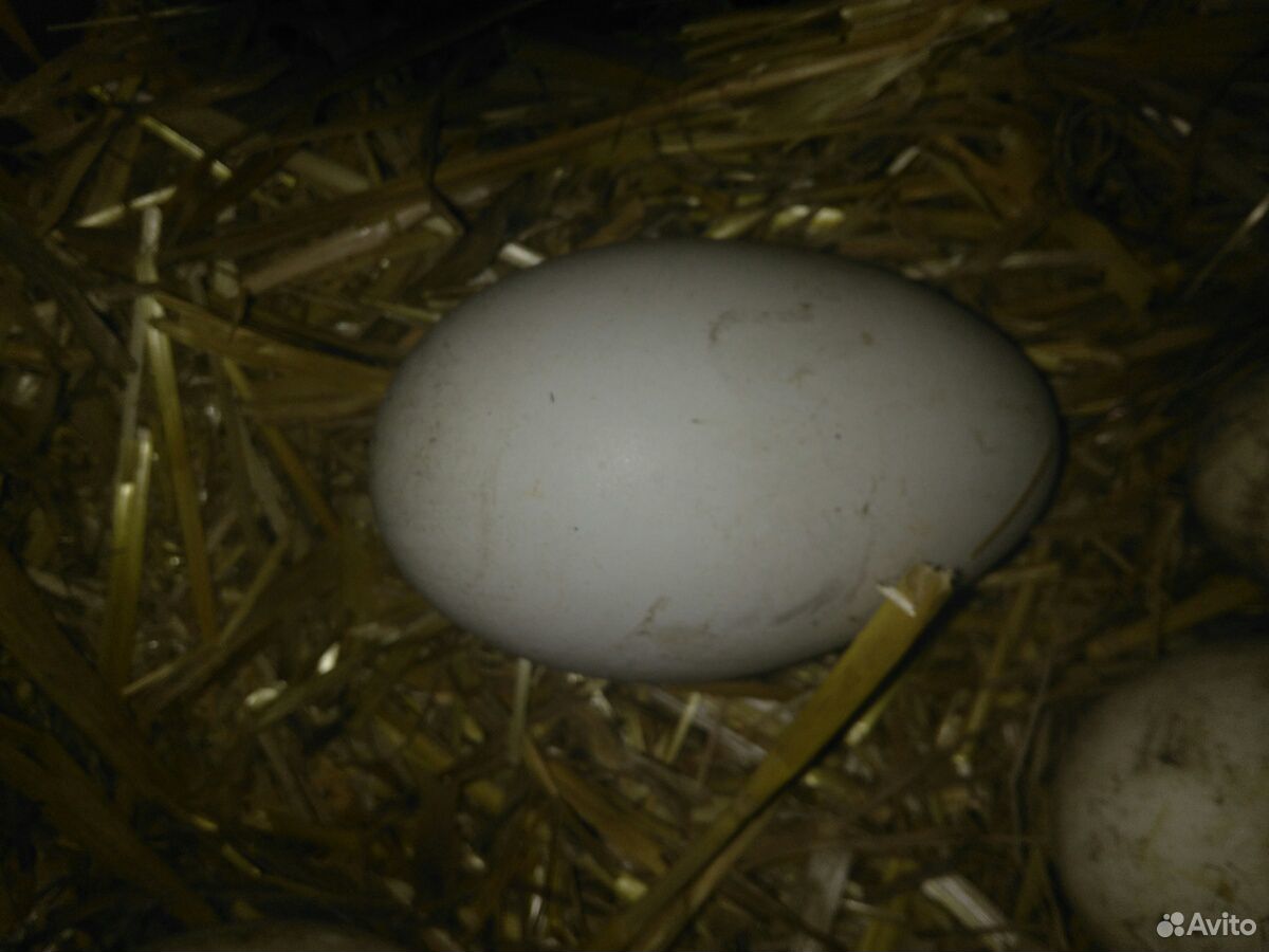 Яйцо инкубационное гусиное купить на Зозу.ру - фотография № 1