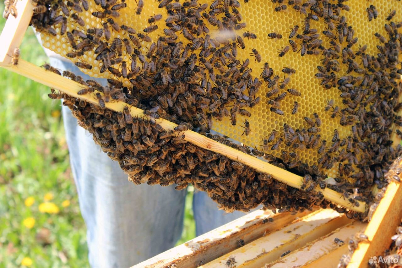 Пчелопакеты. Среднерусская пчела купить на Зозу.ру - фотография № 1