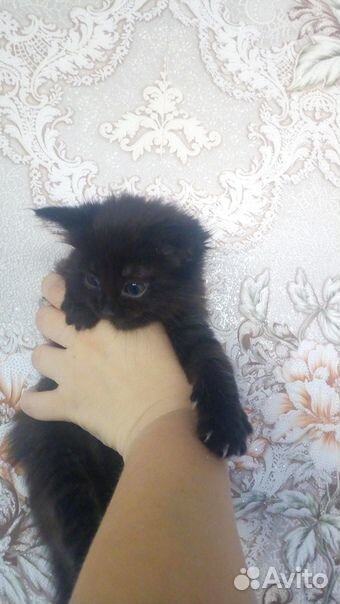 Котенок в добрые руки) купить на Зозу.ру - фотография № 4