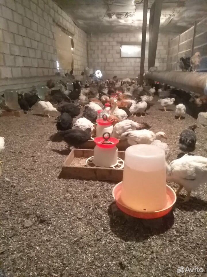 Цыплята 45 дневные купить на Зозу.ру - фотография № 2