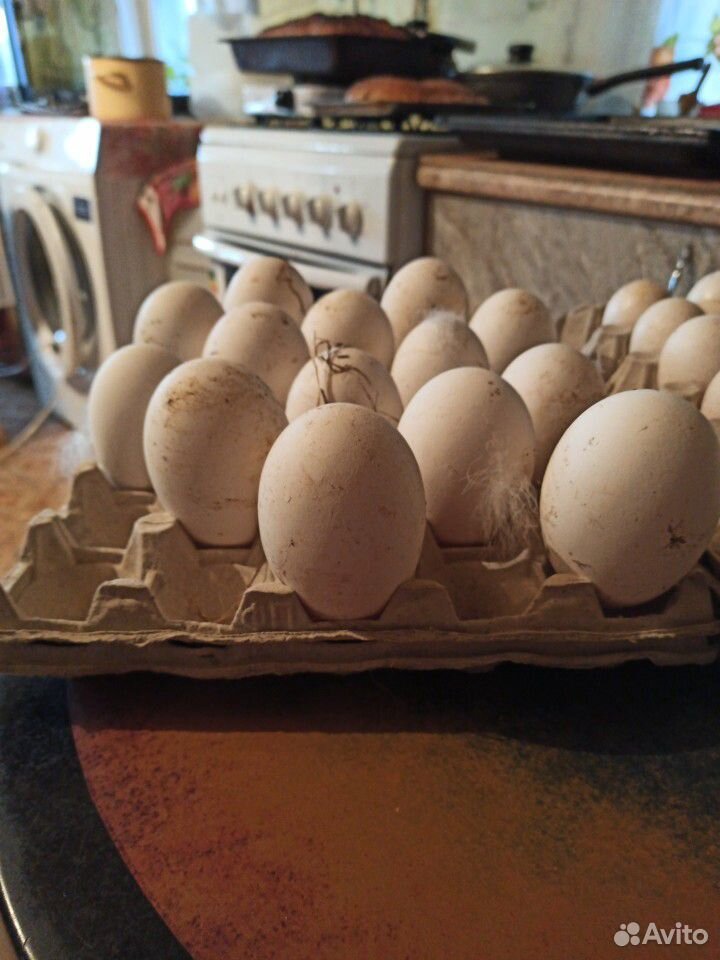 Яйцо индейки инкубационное, гусиное яйцо инкубацио купить на Зозу.ру - фотография № 2
