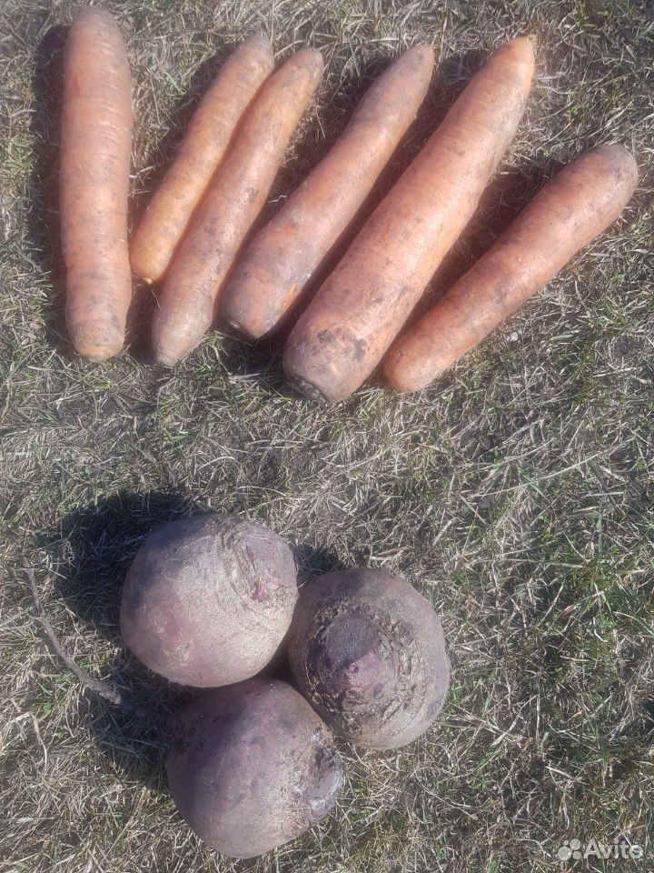 Картофель, морковь, свёкла, свежие, выращенные себ купить на Зозу.ру - фотография № 4