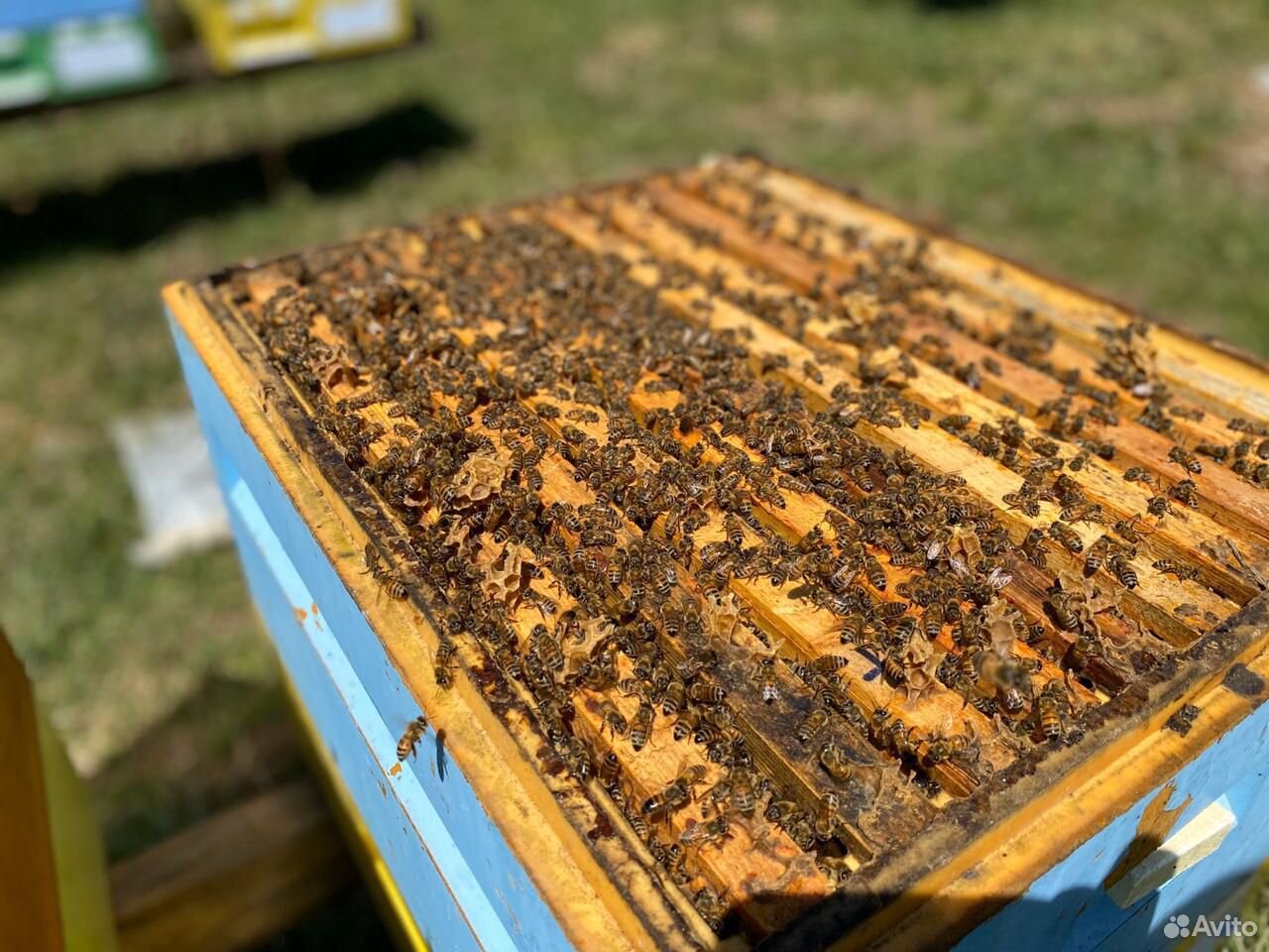 Пчелопакеты Бакфаст. Пчелопакеты Карника. Пчелопакеты в Башкирии. Пчелопакеты на 24 год. Пчелопакеты 2024 в краснодарском крае купить