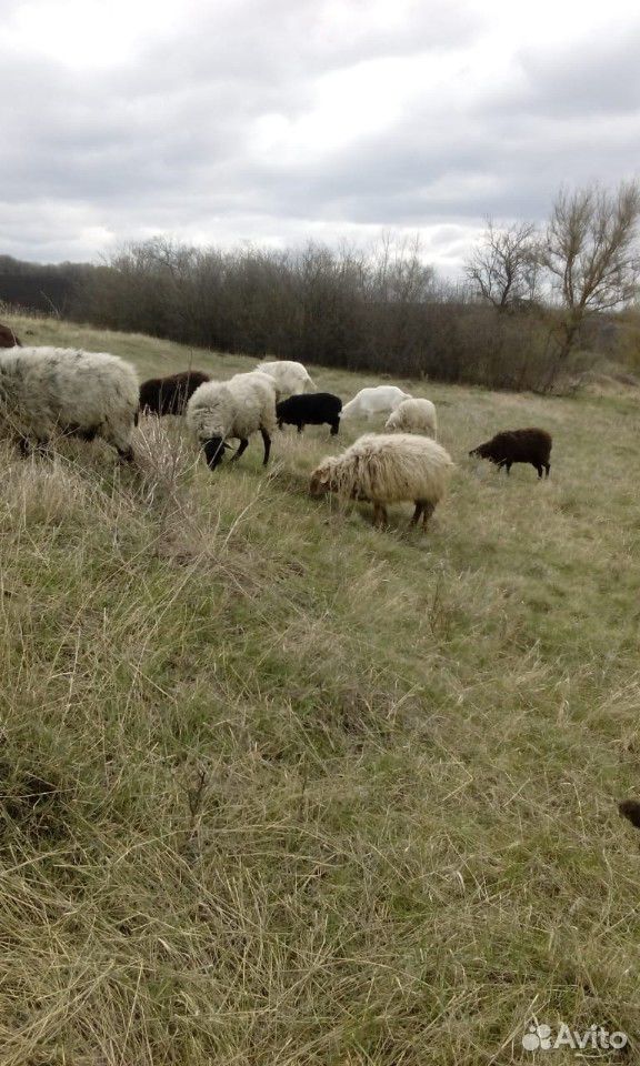 Овцы, бараны купить на Зозу.ру - фотография № 8